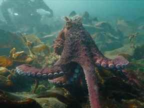 Une pieuvre géante du Pacifique avance vers la plongeuse de Vancouver Andrea Humphreys alors qu'un ami regarde dans les eaux au large de Campbell River, en Colombie-Britannique, sur une photo du 15 octobre 2022.