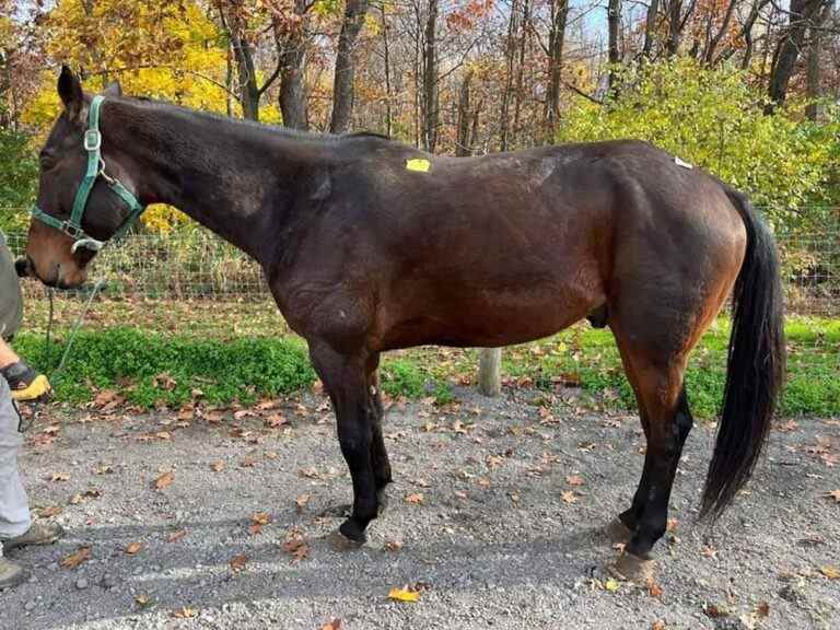 Une femme de l’Île-du-Prince-Édouard se démène pour sauver son cheval bien-aimé de l’abattoir