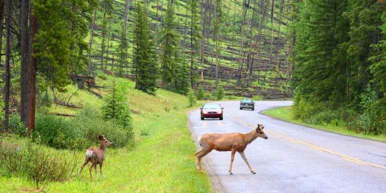 Vous êtes plus susceptible de heurter un cerf cette semaine en conduisant