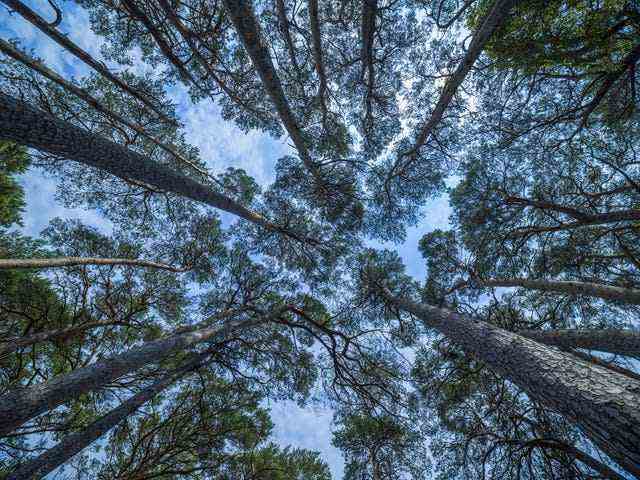 Exposition Queen's Green Canopy