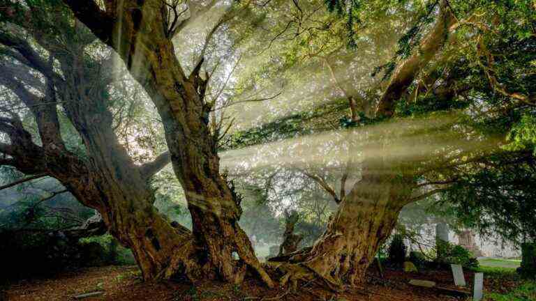 King raconte la « présence rassurante » des arbres comme un hommage approprié à la fin de la reine