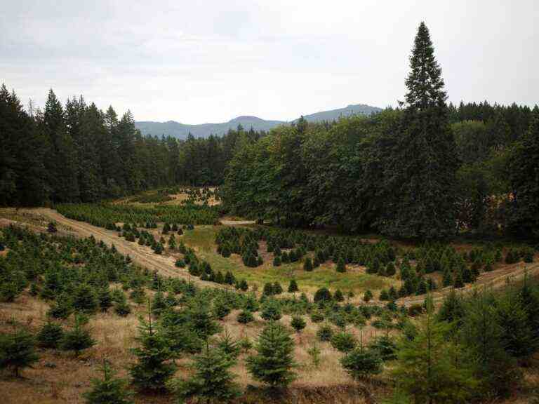 Les changements climatiques affectent les arbres de Noël en Colombie-Britannique et au-delà : expert