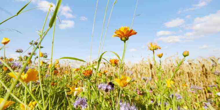 NatureMetrics lance une plateforme de biodiversité basée sur l’ADN environnemental