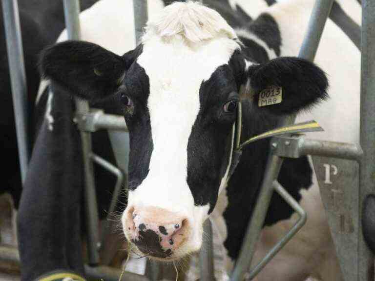 Bovins en cavale : Quatre vaches en fuite au Québec prises en opération secrète