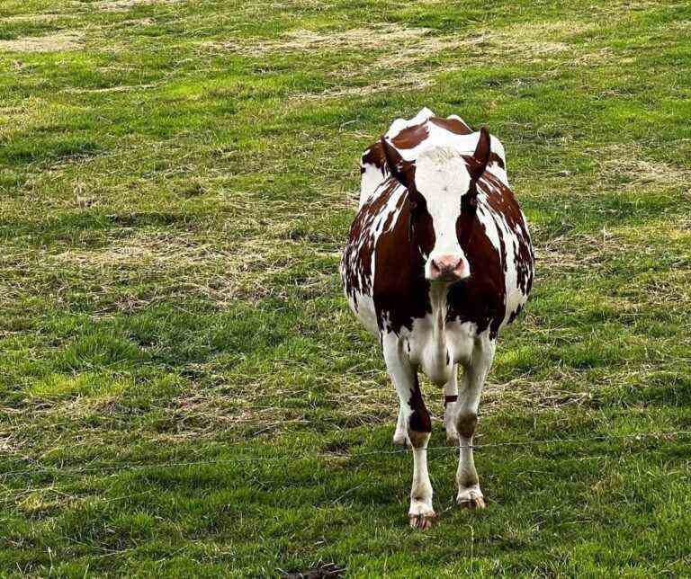 Alors qu’Amazon a connu une année mouvementée, AWS reste une vache à lait fiable