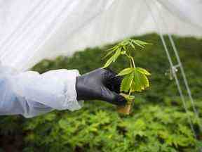 Une jeune plante de cannabis dans une installation en Ontario.