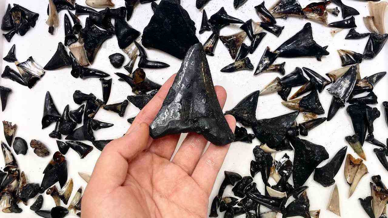 Des scientifiques sont tombés sur un ancien cimetière de requins au fond de l'océan
