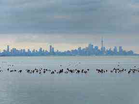 Des oiseaux nagent dans les eaux du lac Ontario alors que l'horizon de Toronto se profile à l'arrière-plan à Mississauga, en Ontario, le jeudi 24 janvier 2019. Environnement Canada dit d'éviter de voyager si possible alors qu'une tempête hivernale s'abat sur l'Ontario, menaçant les projets de vacances pendant l'une des périodes de voyage les plus achalandées de l'année.