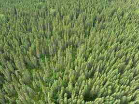 Les forêts du Canada sont en très bonne santé.