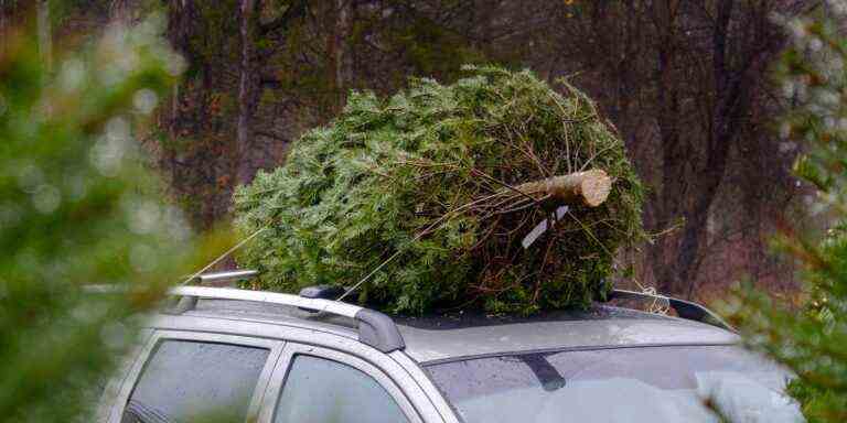 Transporter un arbre de Noël sur la voiture ?  Il y a une bonne et une mauvaise façon