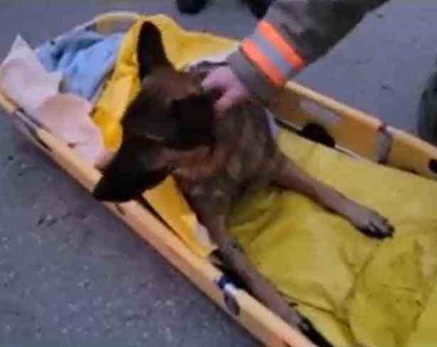 Un chien chanceux sauvé des gorges d’Elora