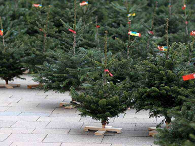 Un homme arrêté pour récolte illégale de sapins de Noël