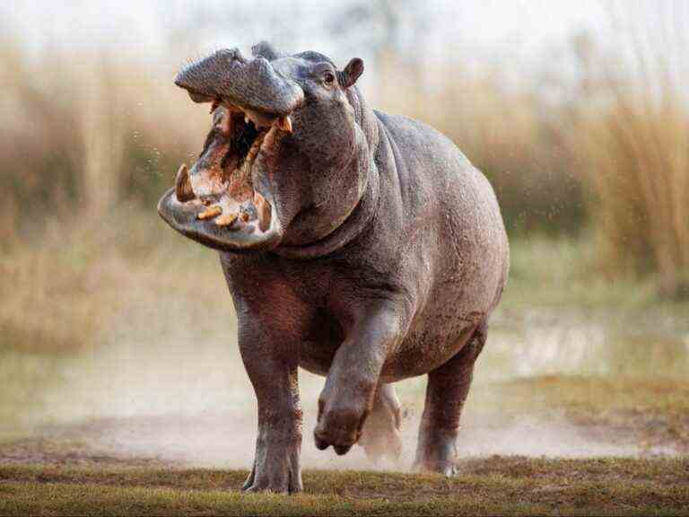 Un tout-petit survit en se faisant avaler, puis cracher par un hippopotame