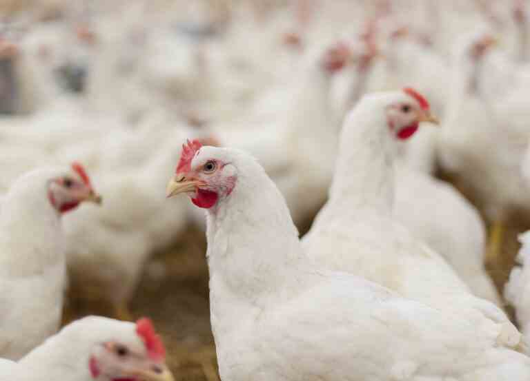 CHARLEBOIS : Leçons d’une photo frivole de poitrines de poulet hors de prix