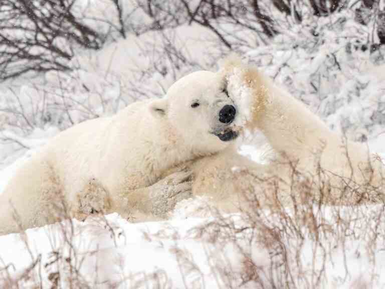 Opinion: Quel alarmisme climatique sur les ours polaires se trompe