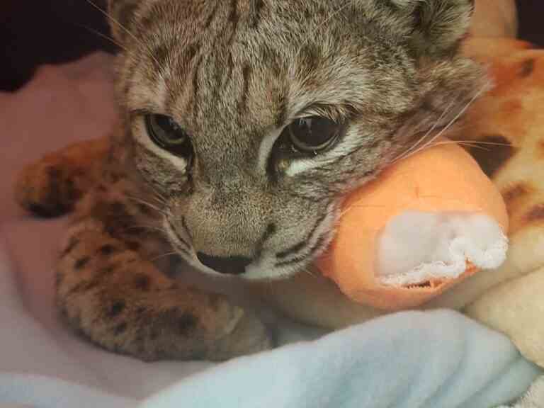 Le lynx roux blessé ‘Bobby’ se remet d’une opération après avoir été retrouvé dans le quartier de Calgary