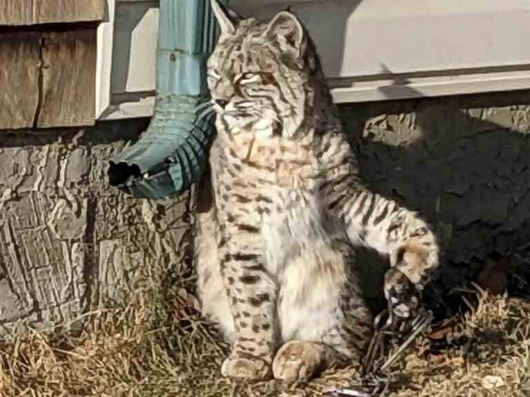 Bobcat blessé errant dans le quartier de Calgary capturé après des semaines avec une patte prise dans un piège à jambe