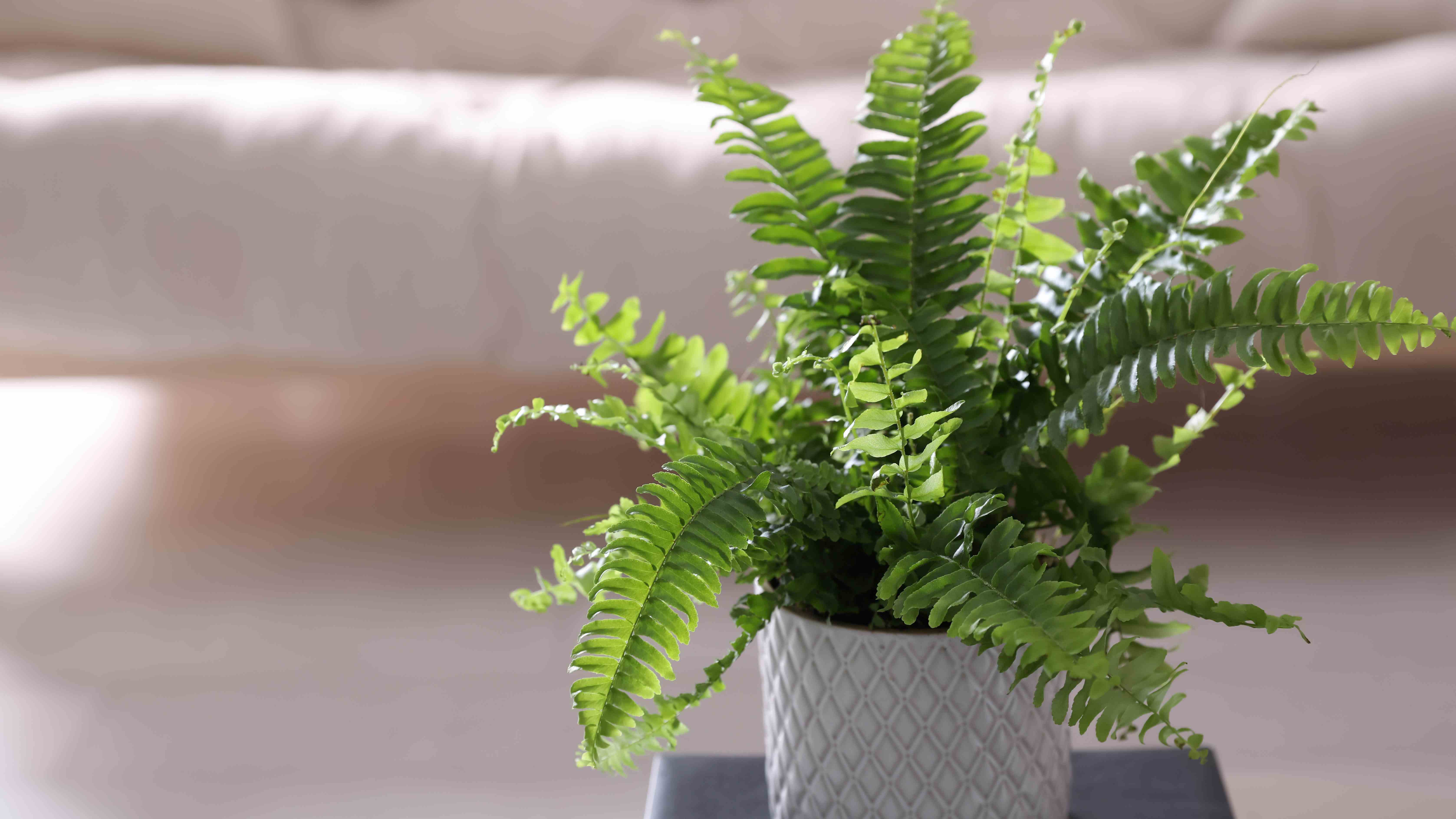 Plante de fougère dans la chambre