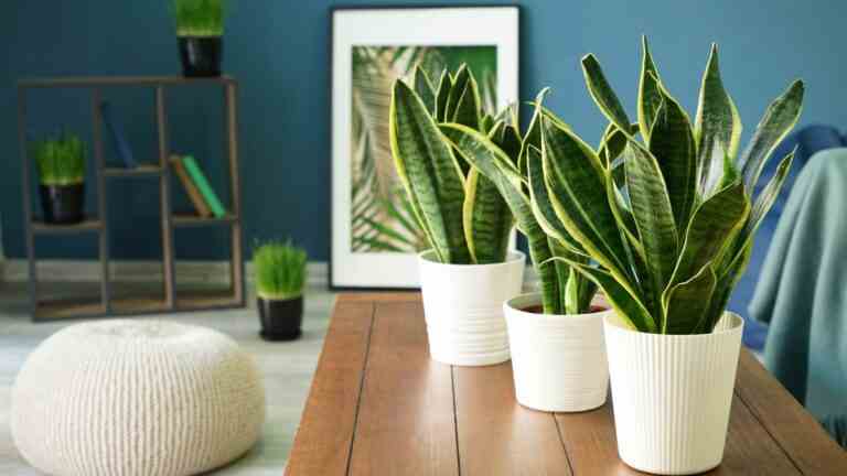 5 plantes d’intérieur qui aideront à prévenir la moisissure dans votre maison