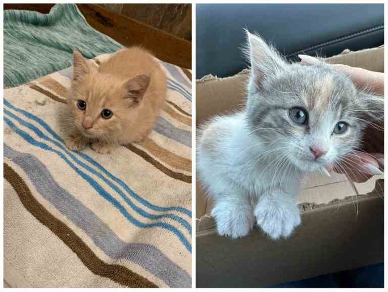 Un travailleur du CN sauve des chatons gelés à Humboldt, en Saskatchewan.  cabane de chemin de fer