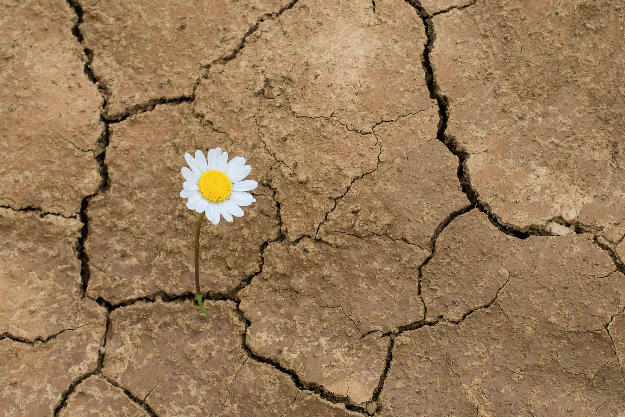 fleur de marguerite dans le désert