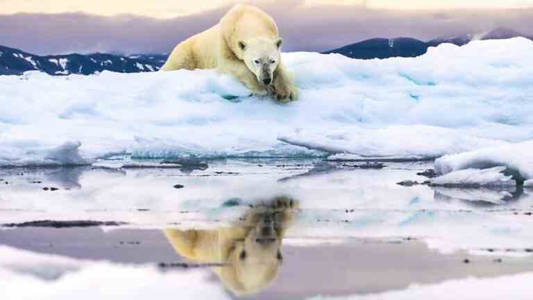 Polar bear lying in the snow looking at its reflection in a frozen lake