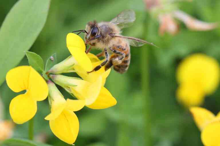 Le ministère américain de l’Agriculture approuve le tout premier vaccin pour les abeilles