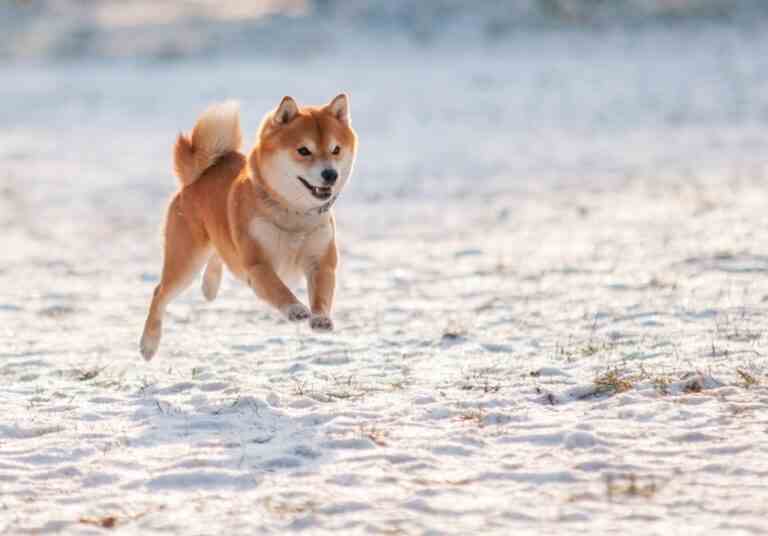 Le prix de Solana grimpe en flèche alors que la nouvelle pièce de monnaie pour chien BONK gagne le battage médiatique de la communauté