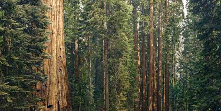 Sequoia injecte 195 millions de dollars dans un environnement de semences toujours plus avide