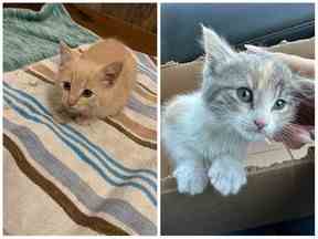 Les chatons de cinq semaines Milo (à gauche) et Doodlebug (à droite) ont été sauvés d'une cabane du CN près de Humboldt au début de janvier.