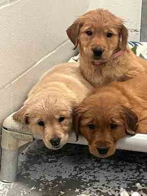 La BC SPCA a récemment accueilli 21 golden retrievers, dont 17 chiots, d'un éleveur près de Quesnel.  Cela fait partie d'un afflux d'animaux abandonnés par des personnes qui ont mis en place des opérations d'élevage pendant la pandémie de COVID-19.