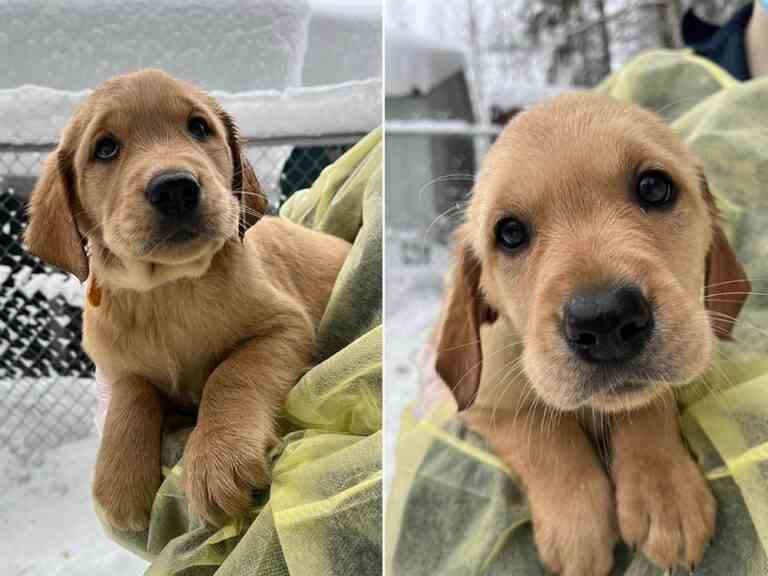 Des éleveurs de chiots pandémiques «débordés» inondent les refuges d’animaux de compagnie, selon la BC SPCA