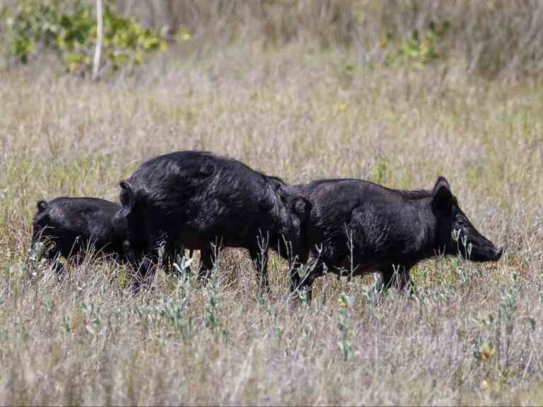 « INCROYABLEMENT INTELLIGENT » : le « super cochon » représente une menace réelle pour le Canada et les États-Unis