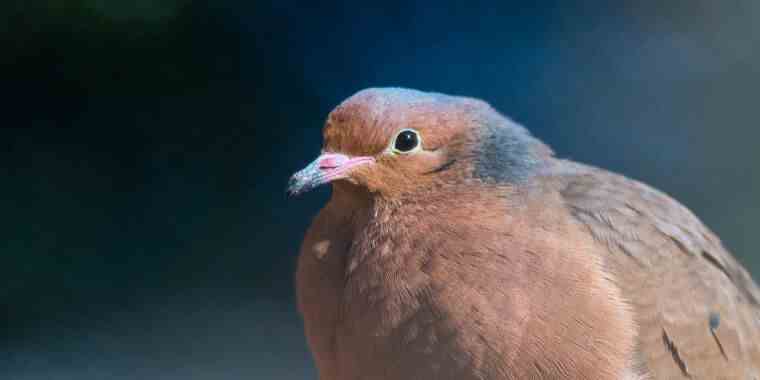 Pourquoi le temps presse pour restaurer les animaux qui n’existent qu’en captivité dans la nature