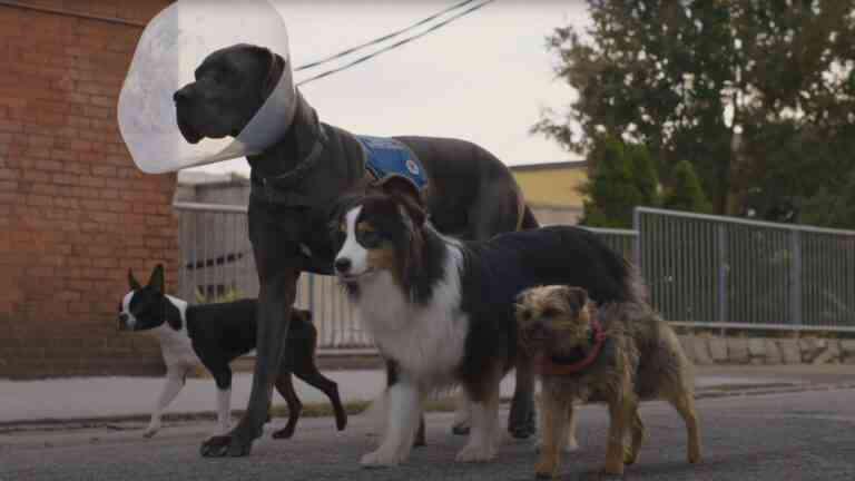 Bande-annonce de Strays : Will Ferrell exprime un chien qui veut mordre la malbouffe de Will Forte
