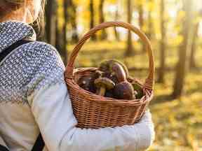 Femme aux champignons dans un panier en osier dans la forêt d'automne.