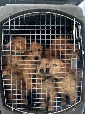 La BC SPCA a récemment accueilli 21 golden retrievers, dont 17 chiots, d'un éleveur près de Quesnel.  Cela fait partie d'un afflux d'animaux abandonnés par des personnes qui ont mis en place des opérations d'élevage pendant la pandémie de COVID-19.