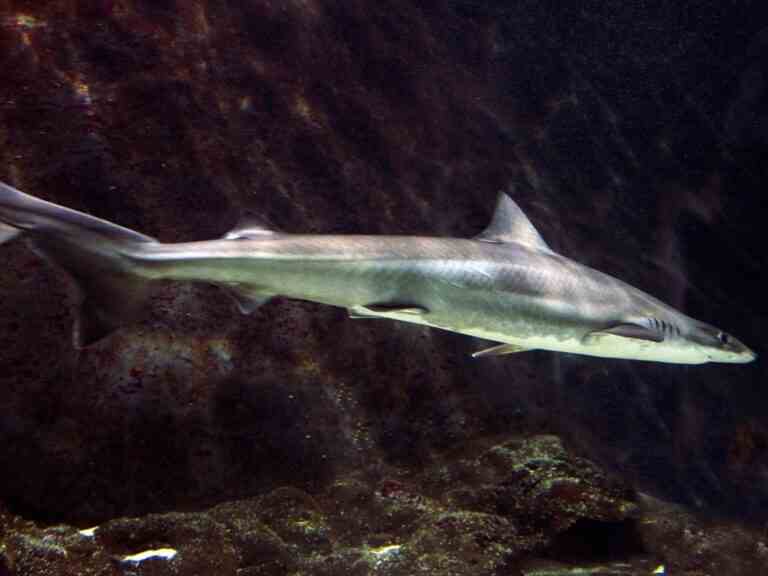 Des pêcheurs argentins découvrent les restes d’un homme disparu à l’intérieur d’un requin