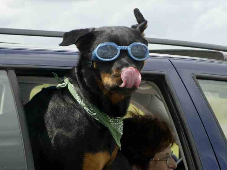 La Floride veut interdire aux chiens de sortir la tête par les vitres des voitures