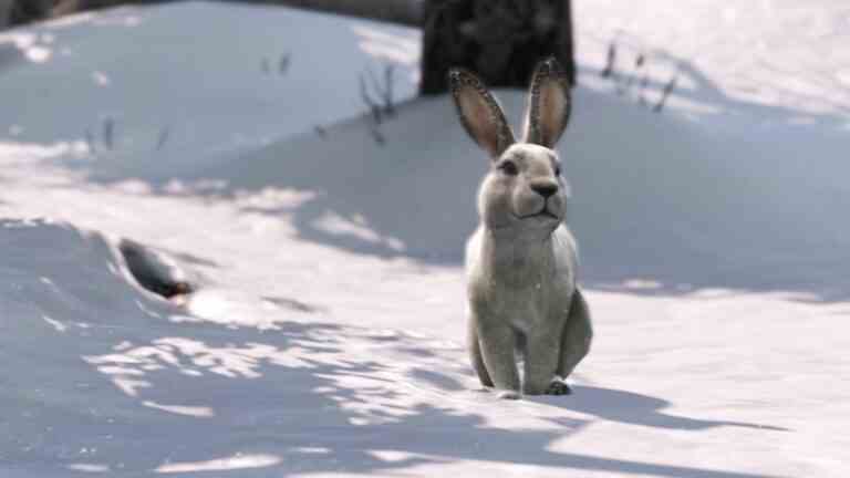 Les fans de The Last of Us veulent la scène virale du lapin dans l’émission HBO, mais je ne pense pas que mon cœur puisse le supporter