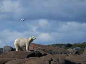 Un ours polaire.  Que plus de quelques gouvernements étrangers conseillent officiellement à leurs citoyens de ne pas toucher s'ils visitent le Canada.