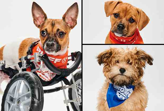 Puppy Bowl 2023 : Photos du spécial Adoption