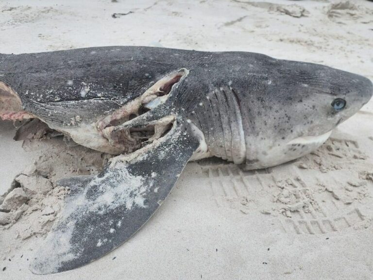 Deux orques dévorent 17 foies de requin dans une tuerie et perturbent la hiérarchie marine