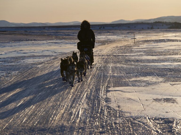 « UN PEU EFFRAYANT »: Iditarod commence avec le plus petit terrain de tous les temps