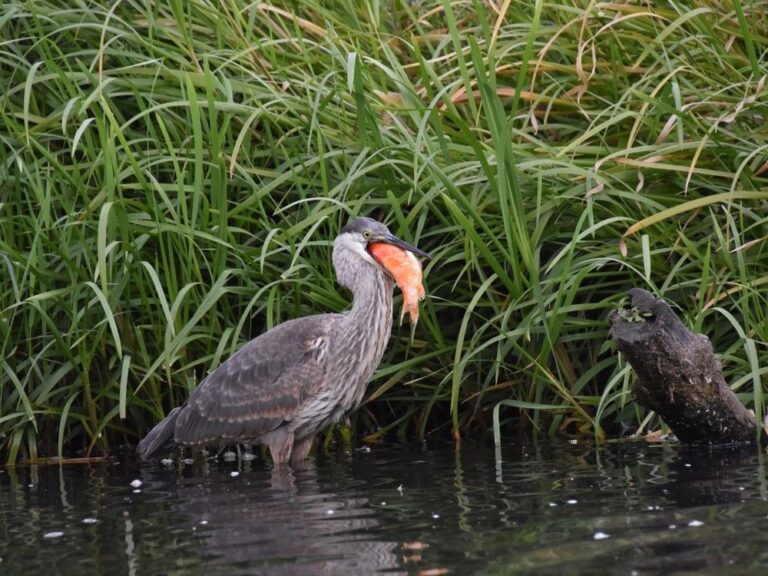 Les poissons rouges géants créent de gros problèmes en Colombie-Britannique : Expert