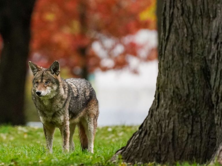 L’école de Brampton garde les élèves à l’intérieur pendant une semaine après l’observation d’un coyote sur le terrain