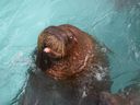 Boris le morse est montré sur une photo de l'Aquarium du Québec.  