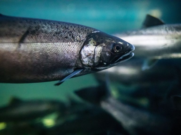 Le groupe Nature veut que les examens des animaux génétiquement modifiés soient renforcés