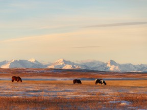 Chevaux et pâturage dans les plaines Près de Fort MacLeod, Alberta