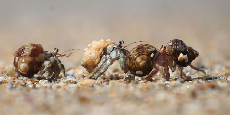 Les personnalités animales peuvent faire trébucher la science, mais il existe une solution